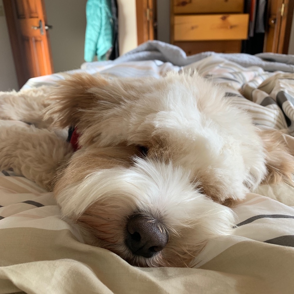 Meet your Posher, Daphne